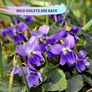 Wild-Violets-Green-Velvet