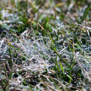 snow mold