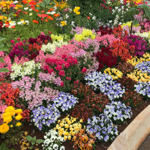 flower beds