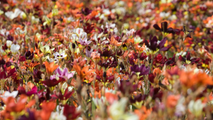 fall-flower-bed