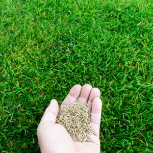 grass seeding