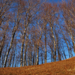 trees in late fall