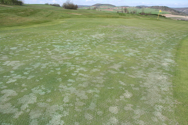 grey snow mold