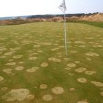 pink snow mold