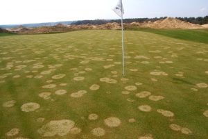 pink snow mold